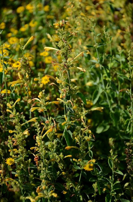Agastache aurantiaca 'Sunset Yellow' (2)
